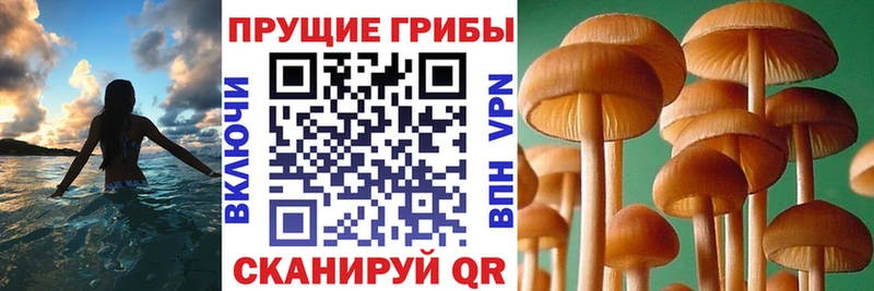 Псилоцибиновые грибы прущие грибы Урус-Мартан